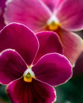Close up of two pansies Stock Photos