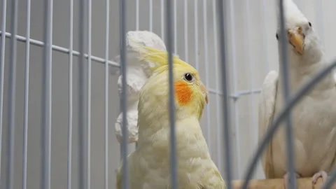Close-up of two parrots in a metal cage, alarmed and screaming. Beautiful white  Video stock 234650672