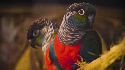 Close up of two parrots sitting on a branch  Stock Footage 224593171