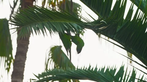 Close-up of two parrots sitting on a palm tree branch in a tropical environment Stock Footage 310330368