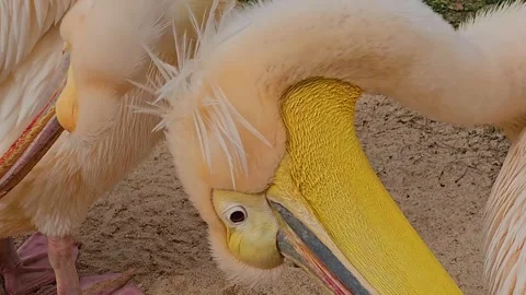 Close up of two pelicans Stock-Footage 267452188