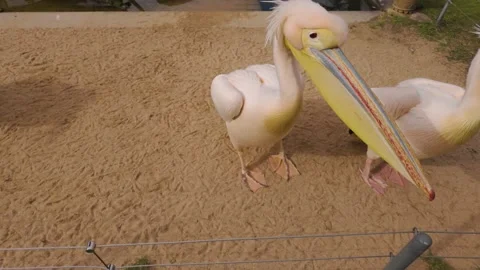 Close up of two pelicans Stock Footage 267537680