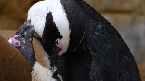Close up of two penguins Stock Footage 121817619