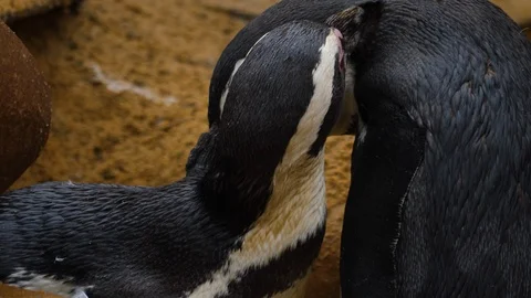 Close up of two penguins Video stock 121818845