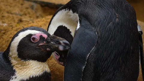 Close up of two penguins Stock Footage 121819402