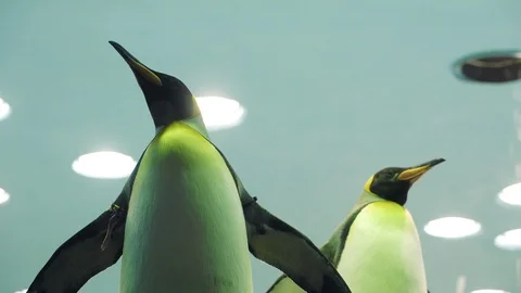 Close up of two penguins at the zoo Stock Footage 120846921