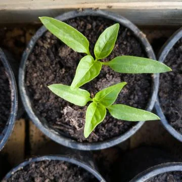 A close up of a two pepper seedling in a plastic pot during the day Stock Photos