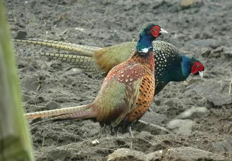 Close-up of two pheasants Stock Photos