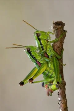 Close up of two Stock Photos