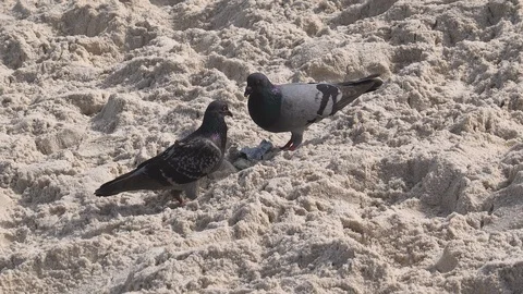 Close up. Two pigeons eating and walking on the walking on the white sandy be 库存影片 120119505
