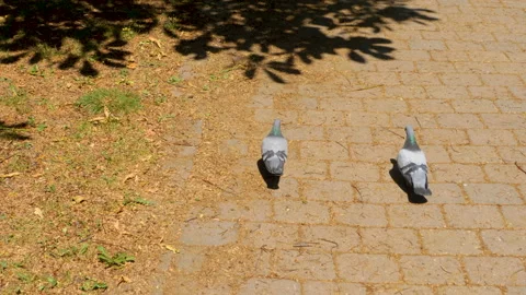 Close up of two pigeons Stock Footage 132116180