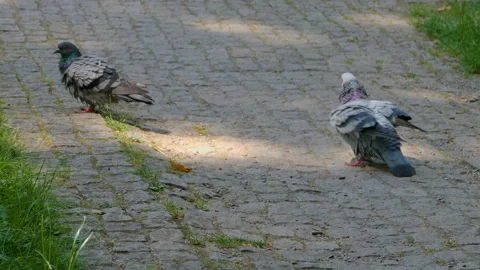 Close up of two pigeons Video stock 132116496
