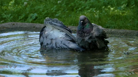 Close up of two pigeons Stock Footage 132116885