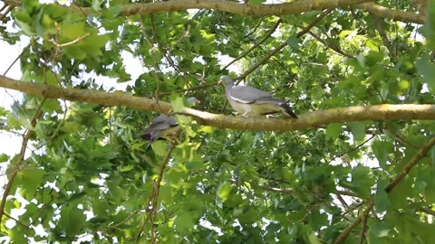 Close-Up of Two Pigeons Perched on a Maple Tree Branch in High Resolution Stock Footage 312075437