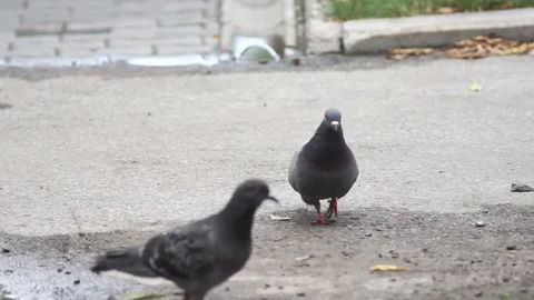 Close-up of two pigeons walking along sidewalk next to a puddle after rain Stock Footage 78089985