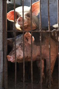 A close-up of two pigs behind rusty metal bars in a pen 스톡 사진