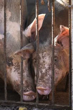 A close-up of two pigs behind rusty metal bars in a pen 스톡 사진