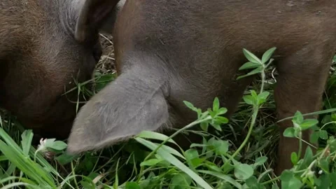 Close Two Pigs Stock Footage 142159927