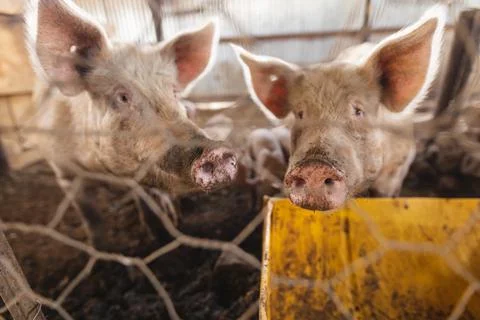 Close-up of two pigs seen from chainlink fence at domestic pen at farm Stock Photos