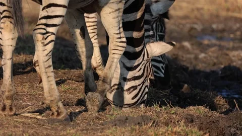 Close up Two Plain Zebra bending down to drink water in golden sunset 스톡 동영상 292657620