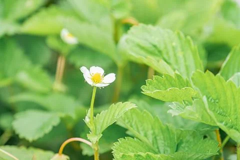 Close-up of two plants in a natural setting, one with green foliage and the o Stock Photos