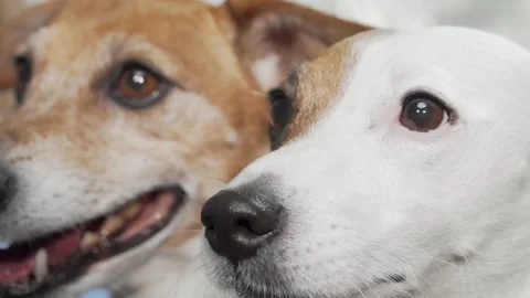 Close-up of two playful jack russell terriers sharing a joyful moment Stock Footage 311938600