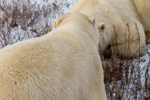 Close-Up Two Polar Bears Resting on Snow in Arctic Stock Photos