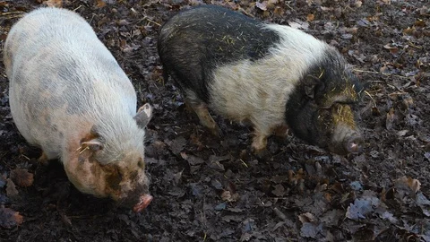 Close up of two Pot-Bellied Pig  Stock Footage 121934720