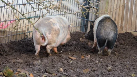 Close up of two Pot-Bellied Pig  Stock Footage 121935376