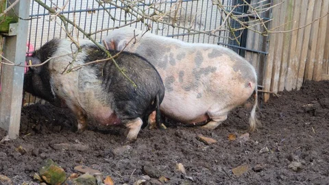 Close up of two Pot-Bellied Pig  Stock Footage 121935766