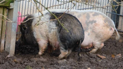 Close up of two Pot-Bellied Pig  Stock Footage 121935807