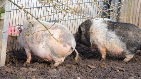 Close up of two Pot-Bellied Pig  Stock Footage 121935904