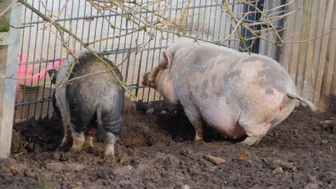 Close up of two Pot-Bellied Pig  Stock Footage 121936002