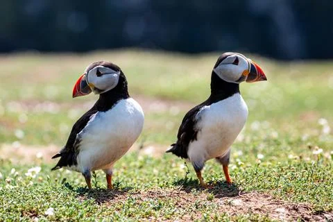 A Close Up of Two Puffins, with a Shallow Depth of Field Stock Photos
