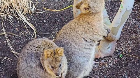 Close up of two rabbit kangaroos Stock Footage 264126710