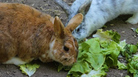 Close up of two rabbits eating Stock Footage 243349106