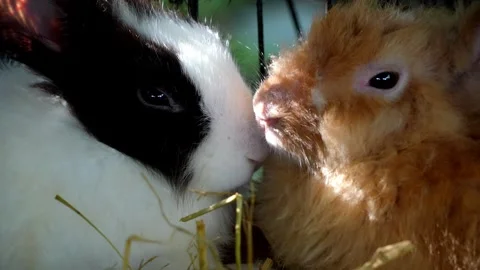 Close up two rabbits face Video stock 330761665