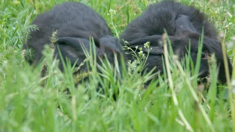 Close-up of two rabbits in the grass on the meadow Stock Footage 98803015