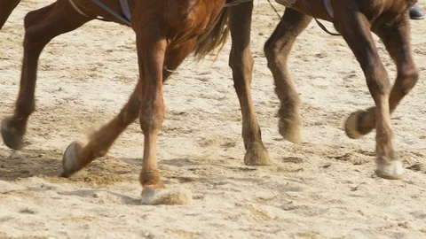 Close up of two Racing horse Stock Footage 86518164