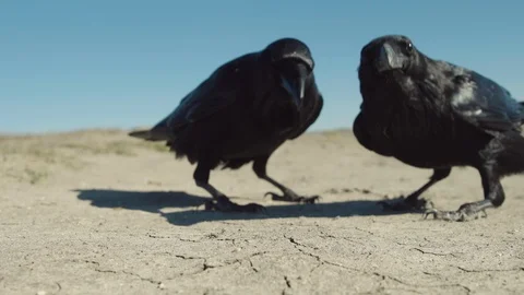 Close up of two ravens eating Stock Footage