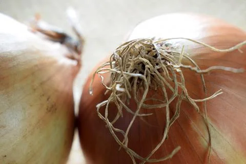 Close up on two raw onions Stock Photos
