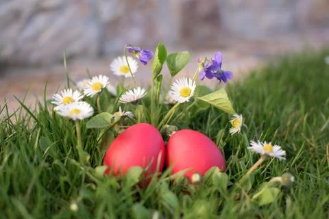 Close up of two red Easter eggs among flowers Stock Photos