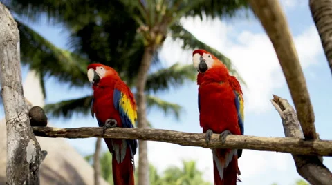 Close up of two red parrots sitting on perch Video stock 41155030