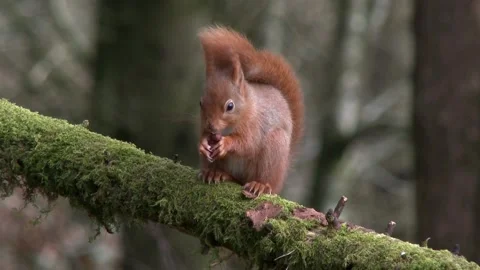 Close up of two red squirrels eating nuts in woodland on a summer morning Stock Footage 267001571