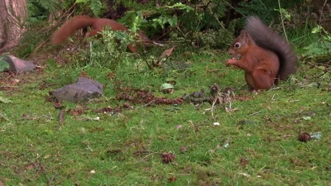 Close up of two red squirrels eating nuts in woodland on a summer morning Stock Footage 267001572