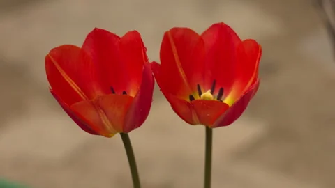 Close-Up of Two Red Tulips Swaying in Spring Garden Stock Footage 334119595