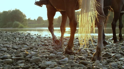 CLOSE UP: Two riders riding dark brown and palomino horse along river at sunrise Stock Footage 67396990