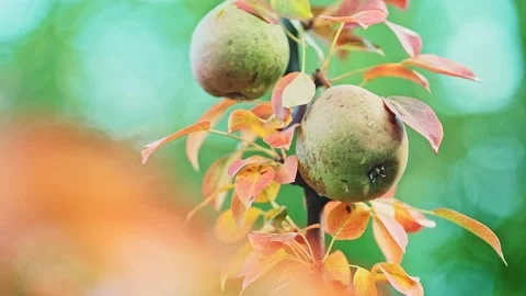 Close-up of two ripe pears on a tree branch in the wind on a sunny day. Stock Footage 238482375