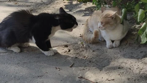 Close-Up of Two Rival Male Cats in a Tense Stare Down Stock-Footage 314999435