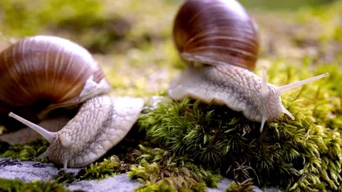 Close-up of Two Roman Snails on Mossy Surface Stock Footage 308636203